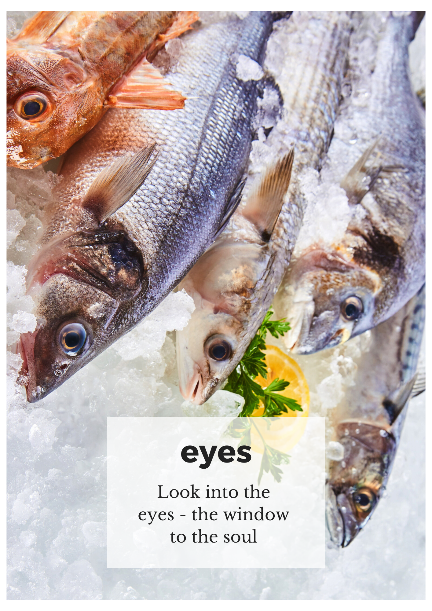 Eye of the fish